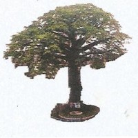 Cotton Tree Foundation Sierra Leone