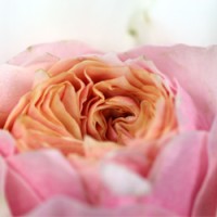 Flowers 24 Hours logo - Similar company to Faculty Media