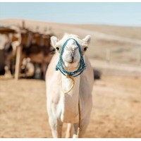 Terre des étoiles Desert Eco Camp logo - Similar company to Diramino | درهمينو