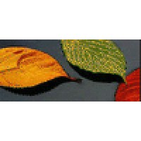 Autumn Essentials logo - Similar company to Marnys Chile Spa