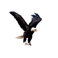 Global security service & I.P.A srl logo - Similar company to G.S.S. Global Security Service