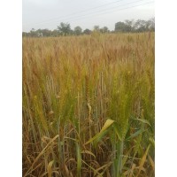 Suraj Cropsciences Ltd logo - Similar company to Technomate It Analysts