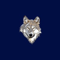 Grey Wolf Media
