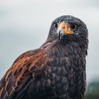 Wildlife Xclusion Services, Inc. logo - Similar company to Dls Acquisitions, Lp