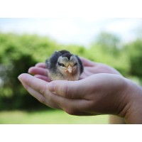 Centre for Sustainable Animal Stewardship (CenSAS) logo - Similar company to Nederlandse Zoötechnische Vereniging (Nzv)