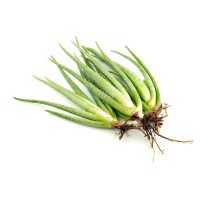 Dr. Rosari Kingston Medical Herbalist logo - Similar company to Bio Leaf Technologies