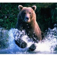Swiftbears Software