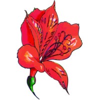 Amancay Traduziones logo - Similar company to Spidermonkey