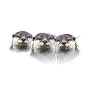 The Curious Guys Limited logo - Similar company to The Fims Consultancy