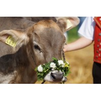 BSG - Brown Swiss Genomics logo - Similar company to Iava