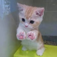 Cute Cats Here logo - Similar company to Dreamverse