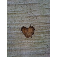 Thrive Therapeutic Services logo - Similar company to Striving For Potential, Achievement And Resilience In Kids