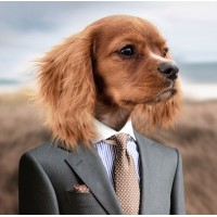 Woofy logo - Similar company to Mashup Edu