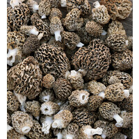 Vintage Morels Newsletter