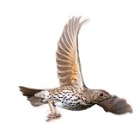 Song Thrush logo - Similar company to Limber