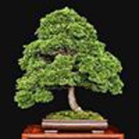 Bonsai Society of Upstate New York, Inc logo - Similar company to Ag Glide