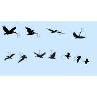 Blue Pelican logo - Similar company to Headlands West Advisory Llc