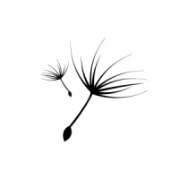SetSeed logo - Similar company to From A Blank Sheet