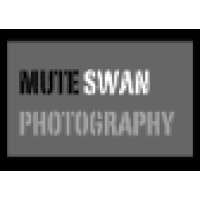 Mute Swan Photography