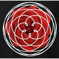 She Reads The Stars logo - Similar company to Wild Canary