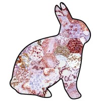 Zeta Corporation - Precision IVD Antibodies for Anatomic Pathology logo - Similar company to Rhinostics Inc.