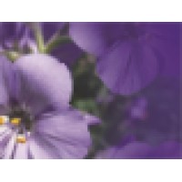 Valeriane Ltd logo - Similar company to Welovedigi
