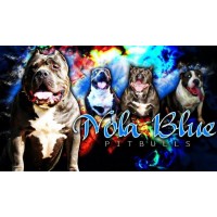 Nolabluepitbulls