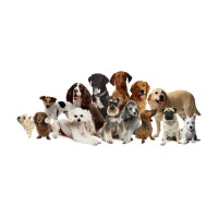 ARTEMIS PET FOOD logo - Similar company to Enviro Engineering Consultants