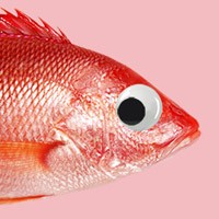 Snapper Films logo - Similar company to Fancy
