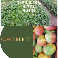 Comercializadora de Frutas y Verduras Marcial logo - Similar company to Creando Tu Helado