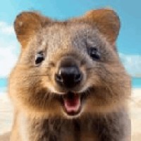 Deal Quokka
