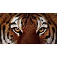 Tiger Retail logo - Similar company to Relevance Retail