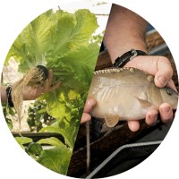 Learn Aquaponics logo - Similar company to Afraponix