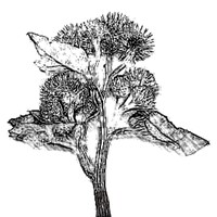 Burdock Asset Management logo - Similar company to Takjas