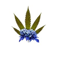 BudsMap logo - Similar company to Sipper