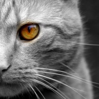 the lang cat logo - Similar company to Wealthspace