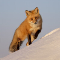 FOX ADVANTAGE Ltd logo - Similar company to Intermerge