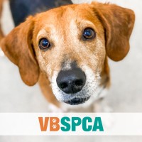 VIRGINIA BEACH SPCA logo - Similar company to Visit Virginia Beach