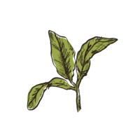 Agricola Am Mex S. de R.L. de C.V. logo - Similar company to Agrícola Clej