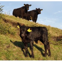 Vester Aarupgaard Angus