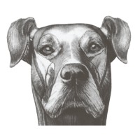 Veterinary Specialists Aotearoa