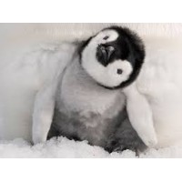 Fuzzy Penguin Properties Llc