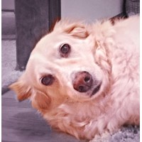 Stella Luna Labs, Llc