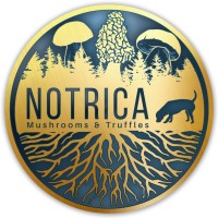 NOTRICA TRUFFLES logo - Similar company to Balcafe