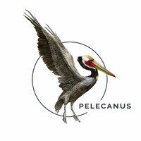 Pelecanus Inc logo - Similar company to Apes Reporting Project