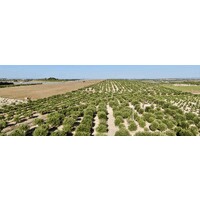 Visit Sicily logo - Similar company to Hemploid
