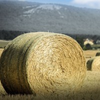 Great Hayfield