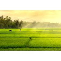 Asala Agriculture logo - Similar company to Green Path Australia