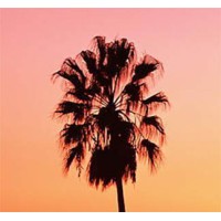Left Coast Agency logo - Similar company to Brandyay, Llc