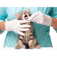 Veterinary Supplies logo - Similar company to Royal Veterinary Supplies Ltd.